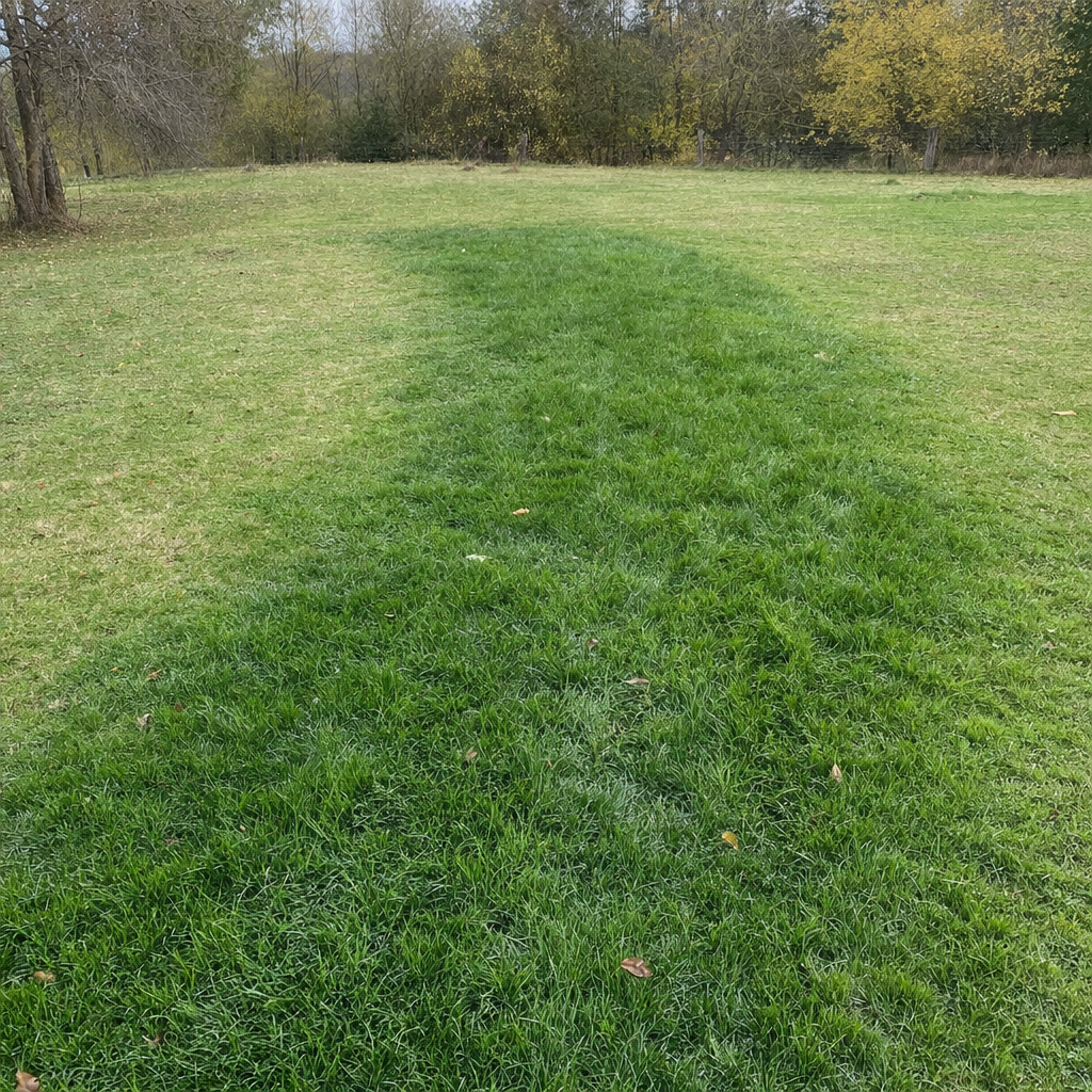 A soggy, unusually green patch of lawn over the drain field of a Cicero home, a sign the septic tank needs pumping